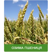 Купити посівний матеріал озимої і ярої пшениці